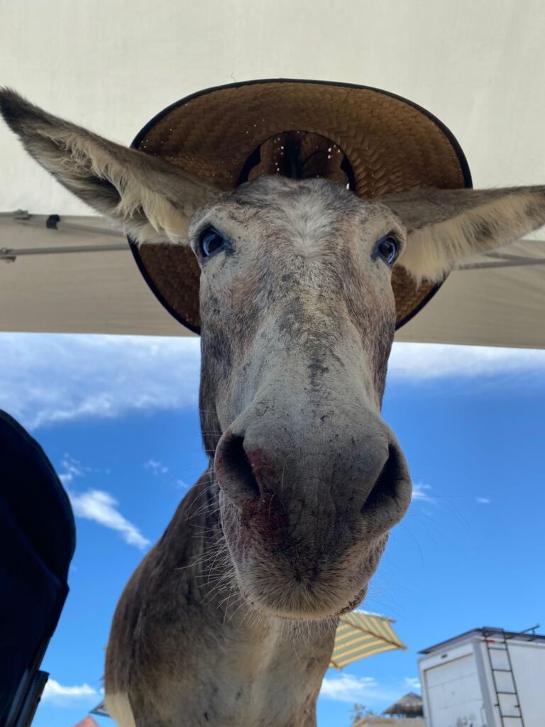 Local wildlife near ALAIA Surf Lodge, authentic Baja California experience in natural setting
