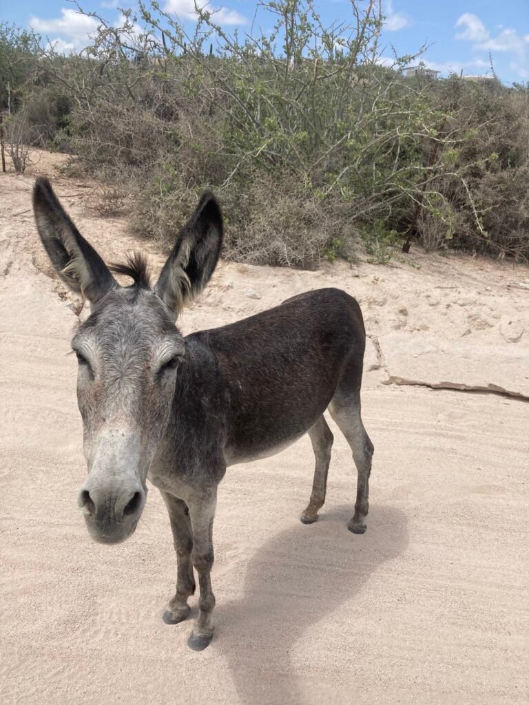 Local wildlife near ALAIA Surf Lodge, authentic Baja California experience in natural setting