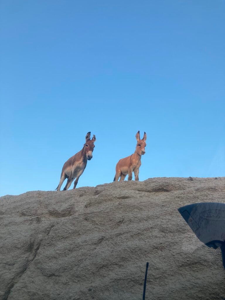 Local wildlife near ALAIA Surf Lodge, authentic Baja California experience in natural setting